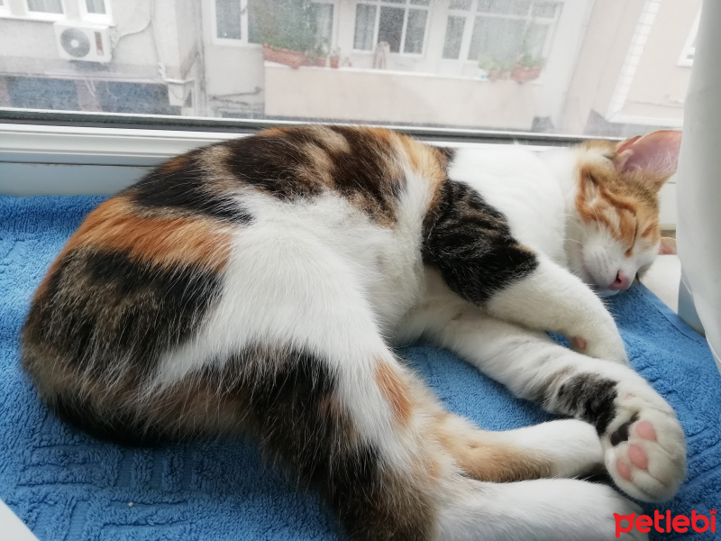 Tekir Kedi, Kedi  Yumi fotoğrafı