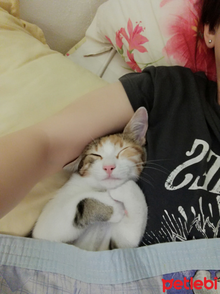 Tekir Kedi, Kedi  Yumi fotoğrafı