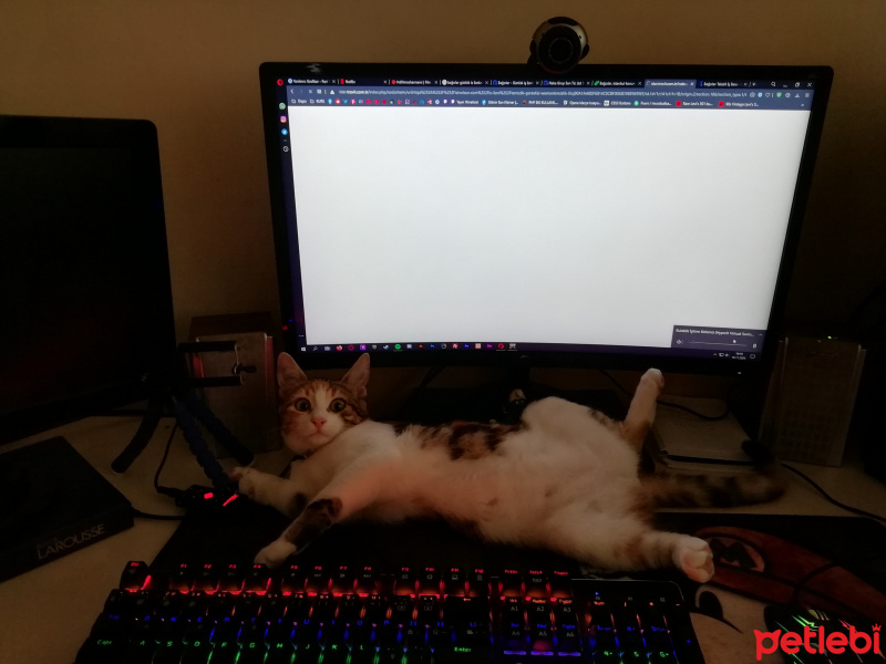 Tekir Kedi, Kedi  Yumi fotoğrafı