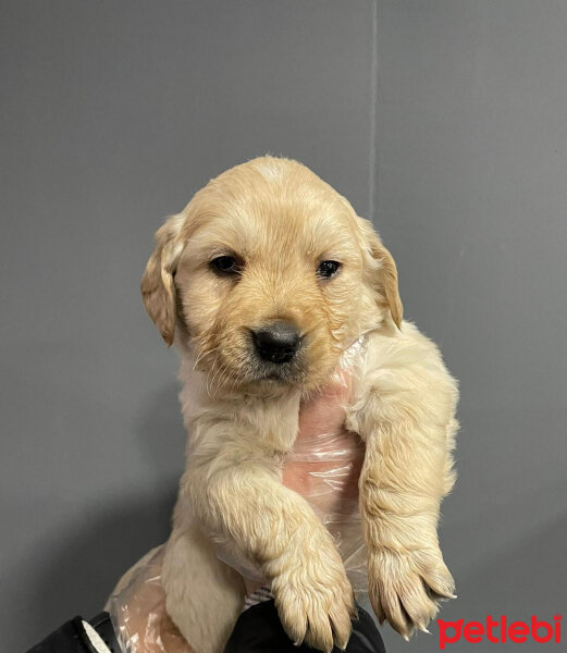 Golden Retriever, Köpek  NERO fotoğrafı