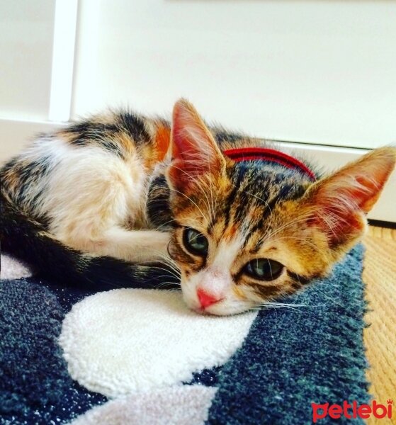 Tekir Kedi, Kedi  leyla fotoğrafı