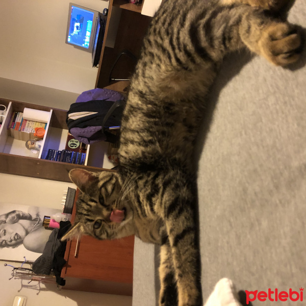 Tekir Kedi, Kedi  Misket fotoğrafı