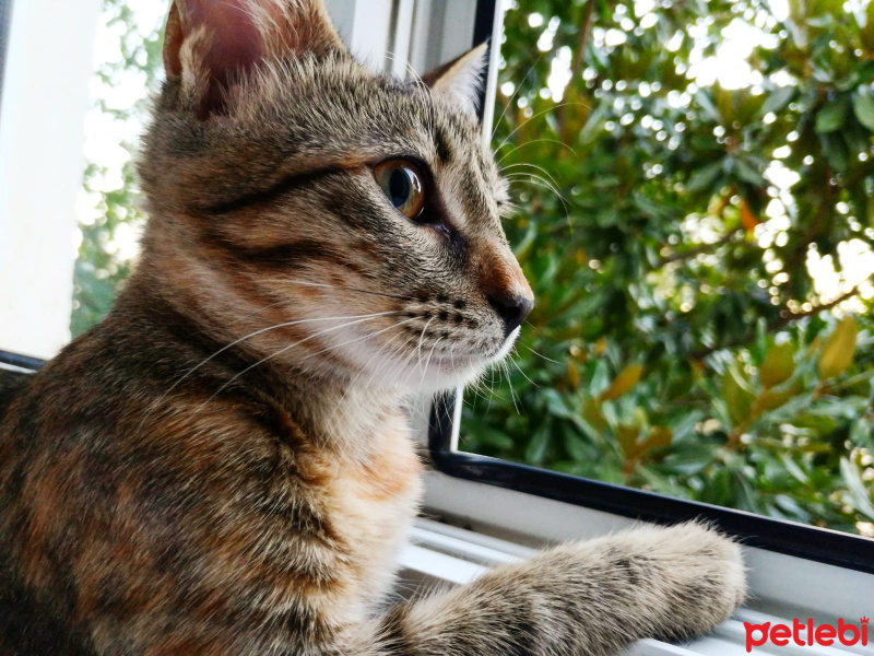 Tekir Kedi, Kedi  Umut fotoğrafı