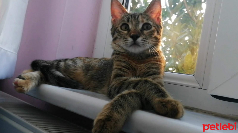 Tekir Kedi, Kedi  Umut fotoğrafı