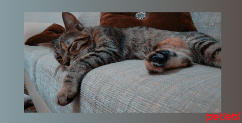 Tekir Kedi, Kedi  Umut fotoğrafı