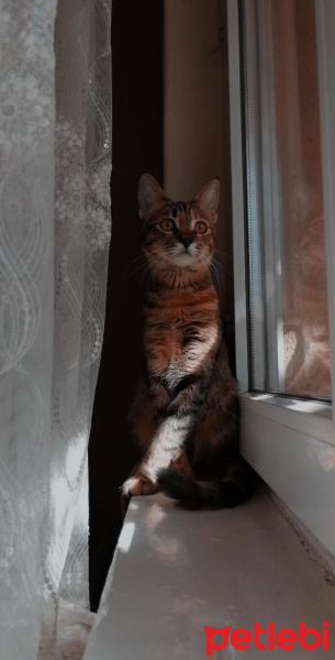 Tekir Kedi, Kedi  Umut fotoğrafı