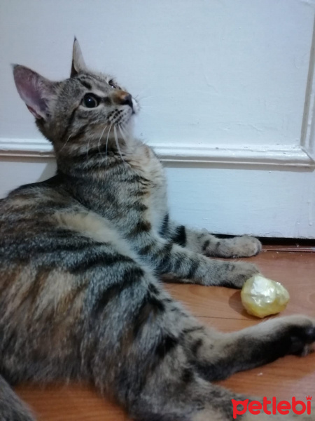 Tekir Kedi, Kedi  Umut fotoğrafı