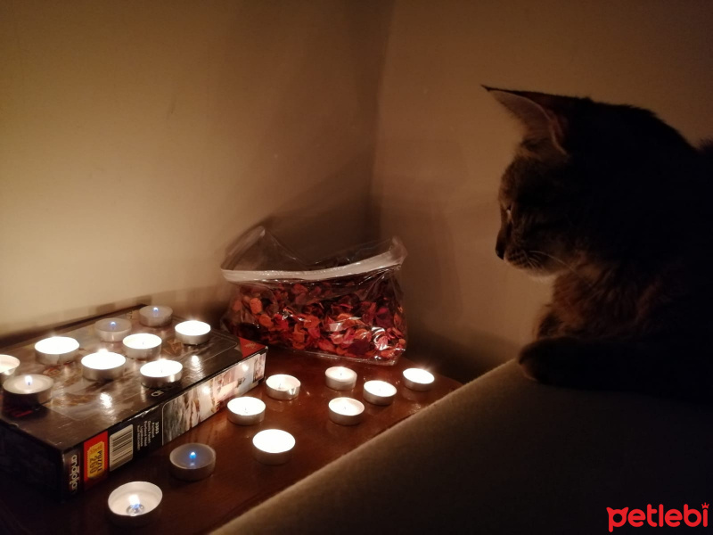 Tekir Kedi, Kedi  Umut fotoğrafı