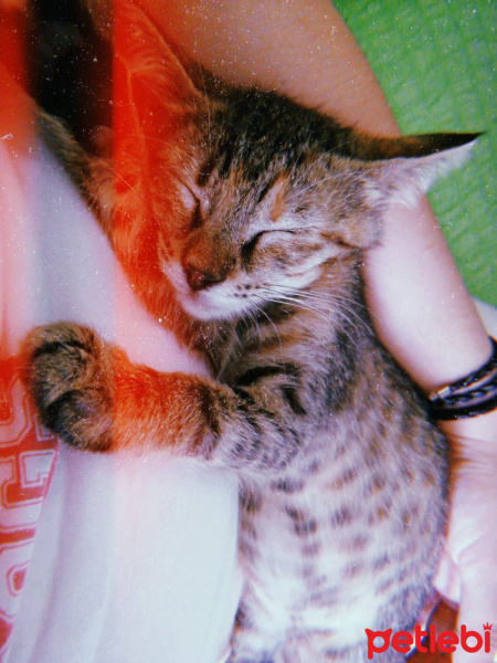 Tekir Kedi, Kedi  Umut fotoğrafı