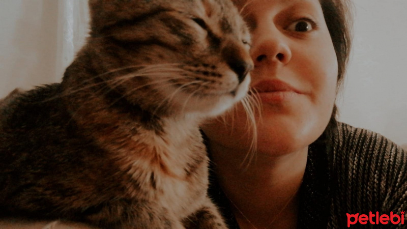 Tekir Kedi, Kedi  Umut fotoğrafı