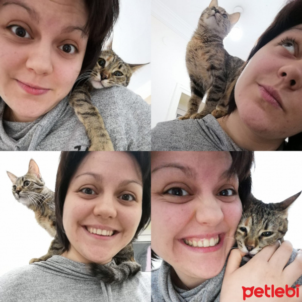 Tekir Kedi, Kedi  Umut fotoğrafı