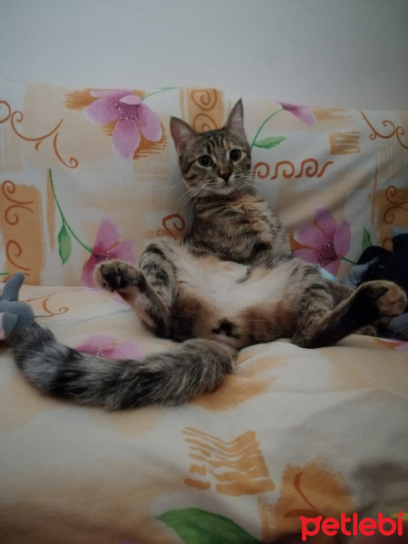 Tekir Kedi, Kedi  Umut fotoğrafı