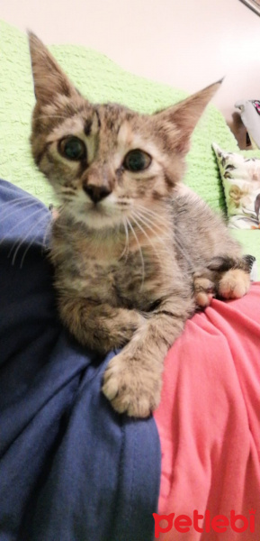 Tekir Kedi, Kedi  Umut fotoğrafı