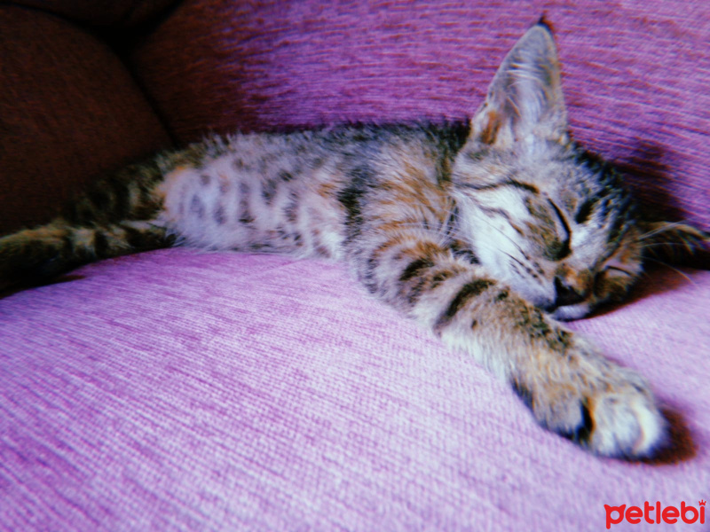 Tekir Kedi, Kedi  Umut fotoğrafı