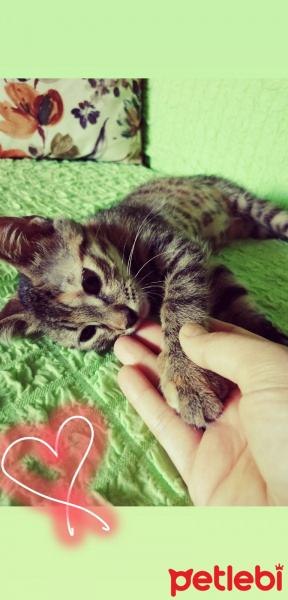 Tekir Kedi, Kedi  Umut fotoğrafı