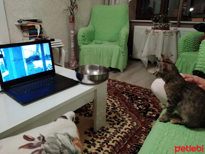 Tekir Kedi, Kedi  Umut fotoğrafı