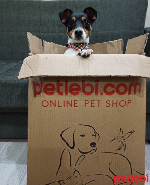 Jack Russell Terrier, Köpek  Milo fotoğrafı