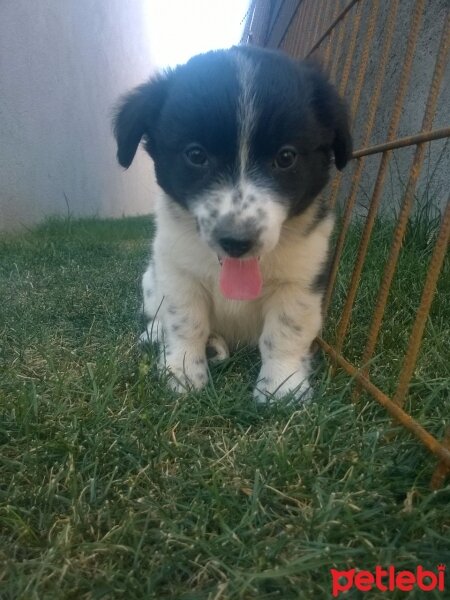 Sokö (Sokak Köpeği), Köpek  Köpük fotoğrafı