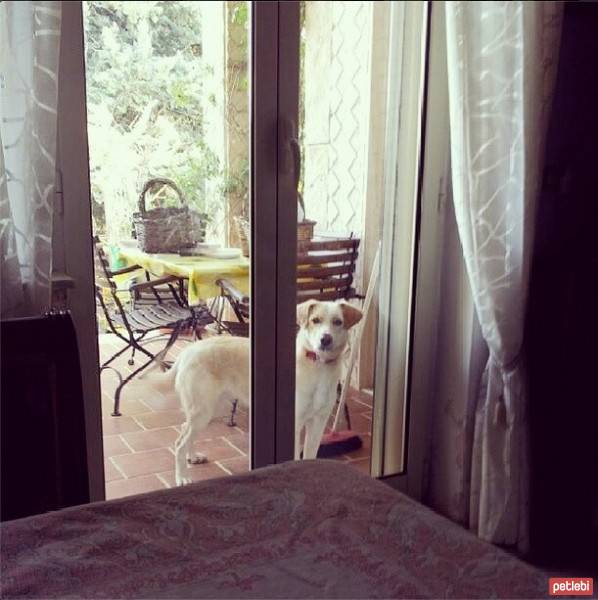 Labrador Retriever, Köpek  Camilla fotoğrafı