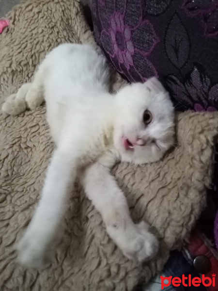 Scottish Fold, Kedi  Mia fotoğrafı