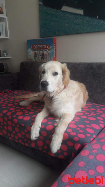 Golden Retriever, Köpek  Gofret fotoğrafı