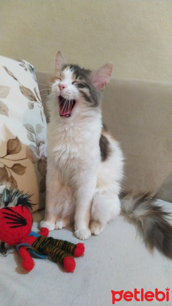 Norwegian Forest, Kedi  Sütlaç fotoğrafı