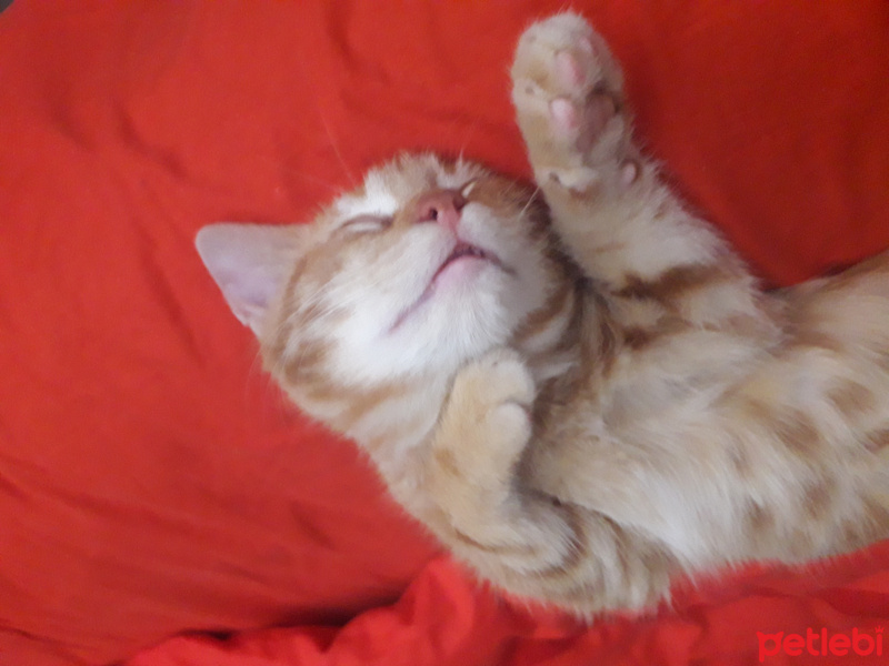 Sarman, Kedi  Pato fotoğrafı