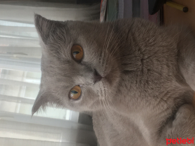 Scottish Fold, Kedi  Mişa fotoğrafı