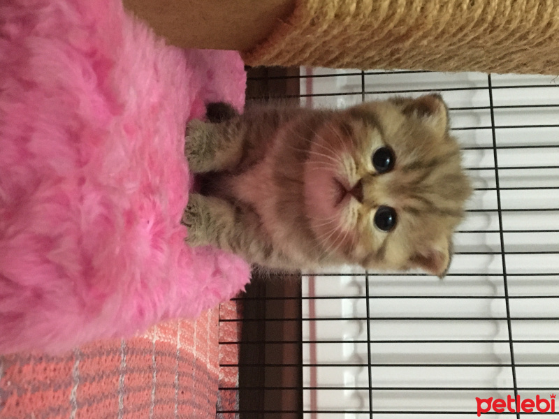 Scottish Fold, Kedi  Mişa fotoğrafı