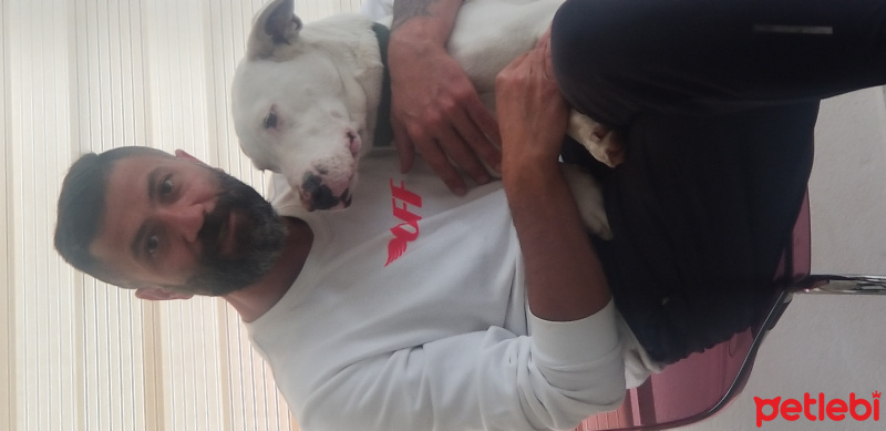 Dogo Arjantin, Köpek  Aykız fotoğrafı