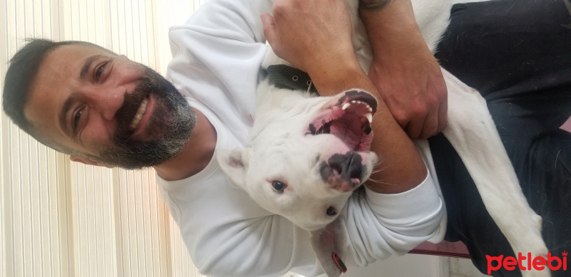 Dogo Arjantin, Köpek  Aykız fotoğrafı