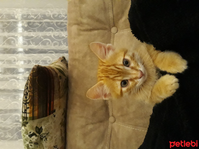 Tekir Kedi, Kedi  Ateş fotoğrafı