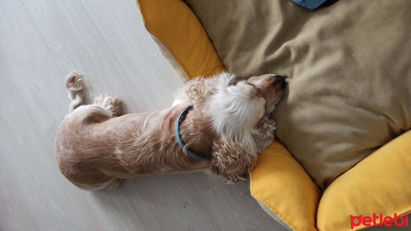Amerikan Cocker Spaniel, Köpek  Çaki fotoğrafı