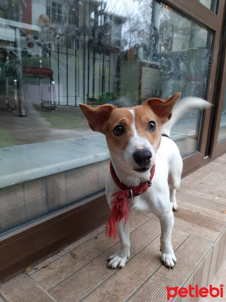 Jack Russell Terrier, Köpek  Cookie fotoğrafı