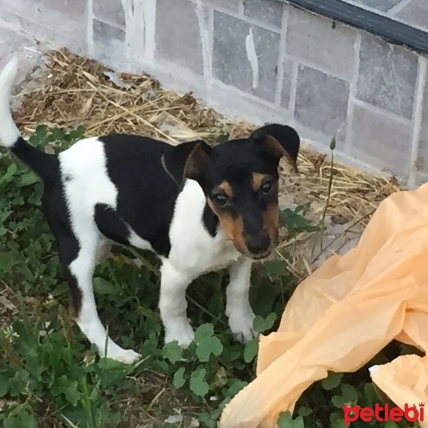 Jack Russell Terrier, Köpek  Çakıl fotoğrafı