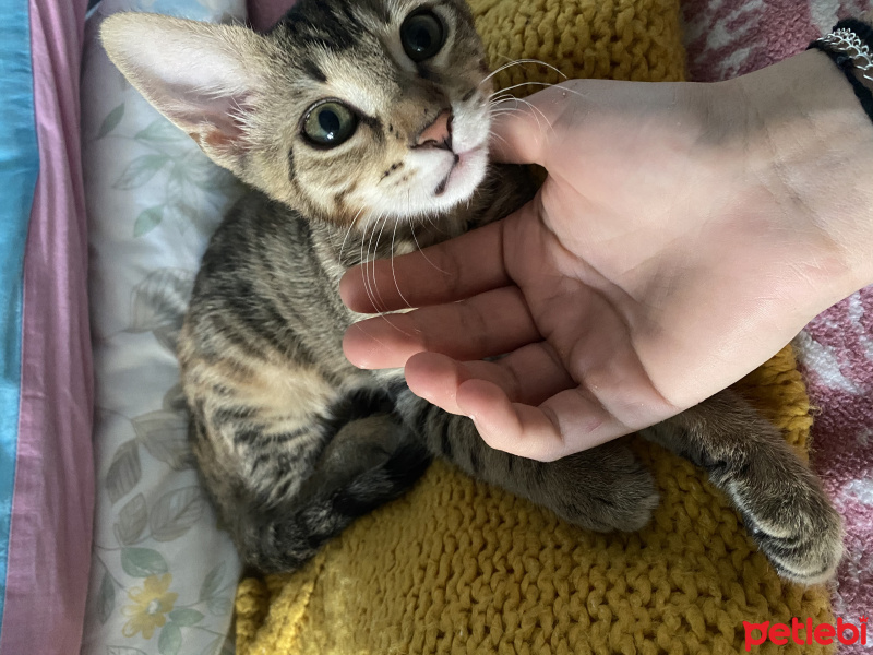 Tekir Kedi, Kedi  Frida fotoğrafı