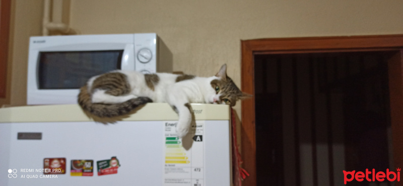 Tekir Kedi, Kedi  Boncuk fotoğrafı