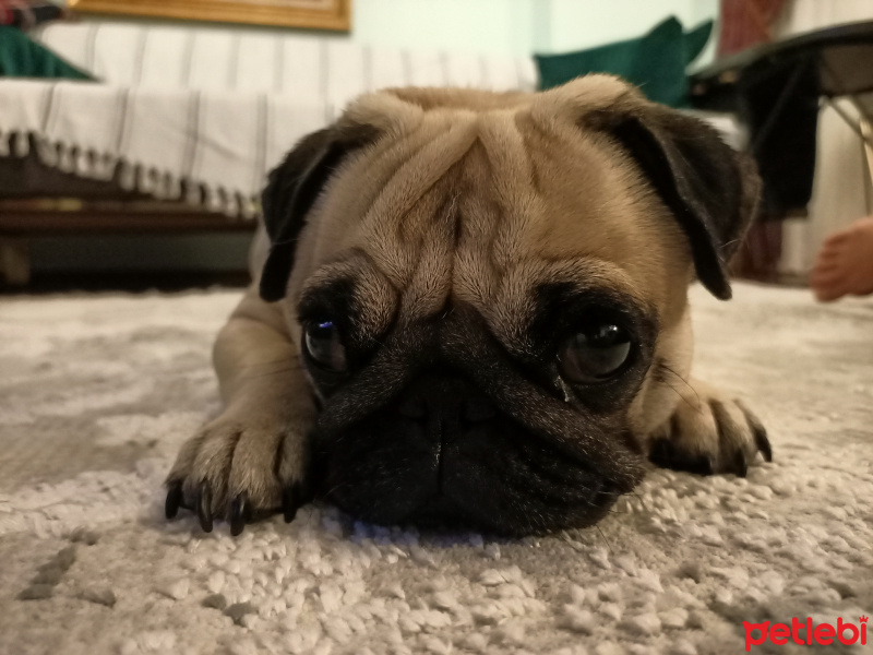 Pug, Köpek  Canan fotoğrafı