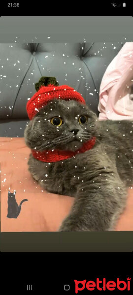 Scottish Fold, Kedi  Miniş fotoğrafı