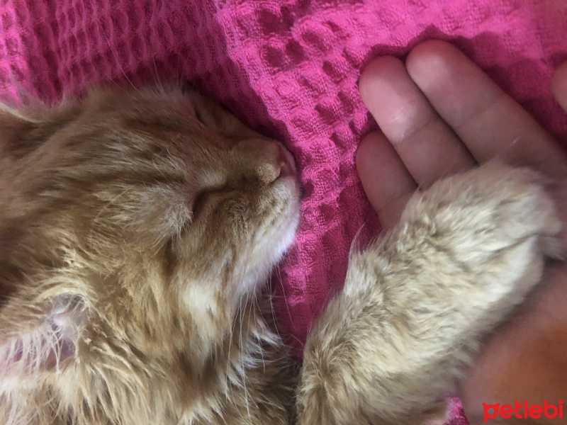 Sarman, Kedi  Neşe fotoğrafı