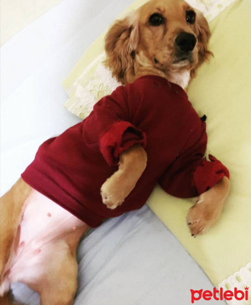 İngiliz Cocker Spaniel, Köpek  Mino fotoğrafı