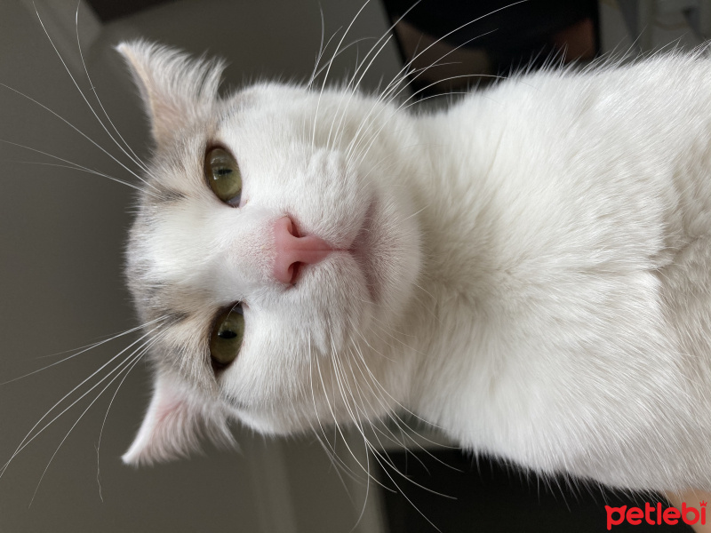 Tekir Kedi, Kedi  Pamuk fotoğrafı