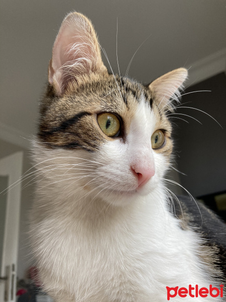 Tekir Kedi, Kedi  Toprak fotoğrafı