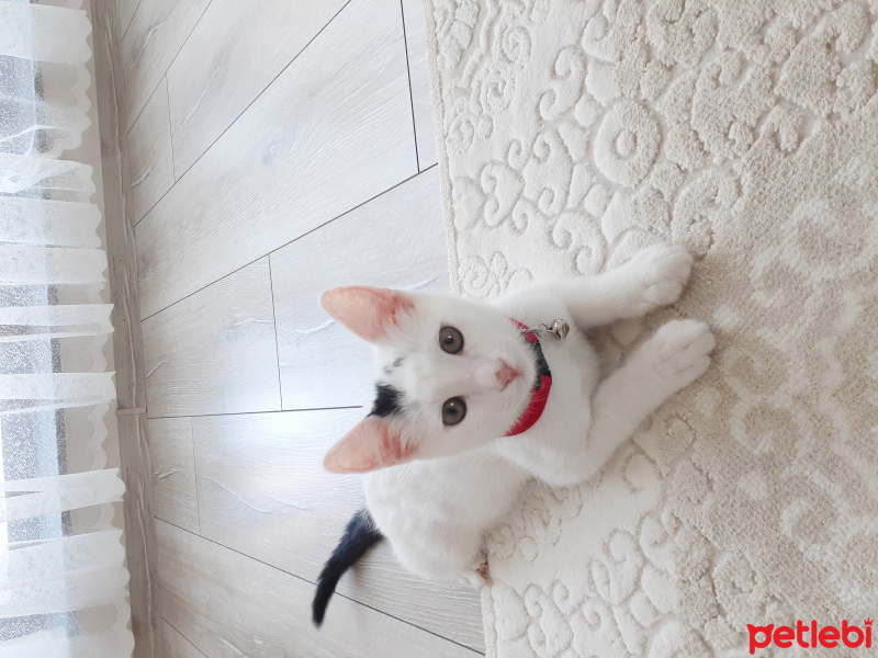 Tekir Kedi, Kedi  ÇAKIL fotoğrafı