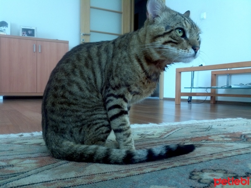 Tekir Kedi, Kedi  Haylaz fotoğrafı