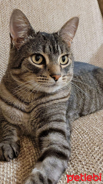 Tekir Kedi, Kedi  Badem fotoğrafı