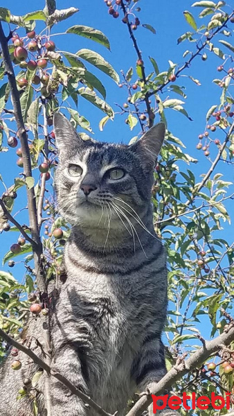 Tekir Kedi, Kedi  Badem fotoğrafı