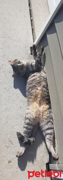 Tekir Kedi, Kedi  Badem fotoğrafı