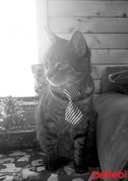 Tekir Kedi, Kedi  Badem fotoğrafı