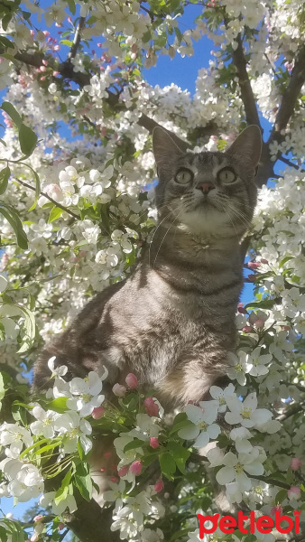 Tekir Kedi, Kedi  Badem fotoğrafı